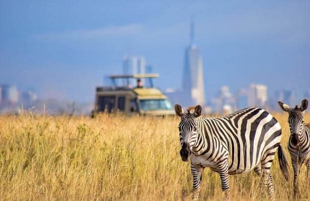 Zebras in Nairobi National Park with a safari vehicle and the Nairobi skyline behind