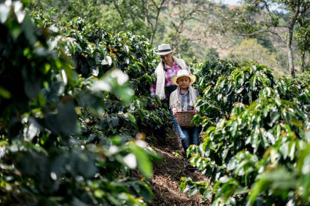 Coffee estate outside Nairobi