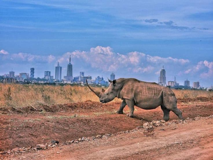 Safari vehicle in Nairobi National Park
